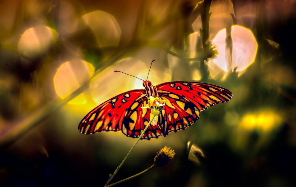 significado de borboleta espiritual transformação mensagem