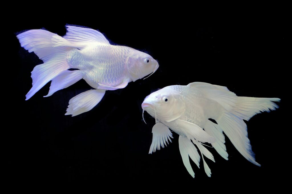 peixes representando o que significa sonhar com peixe 