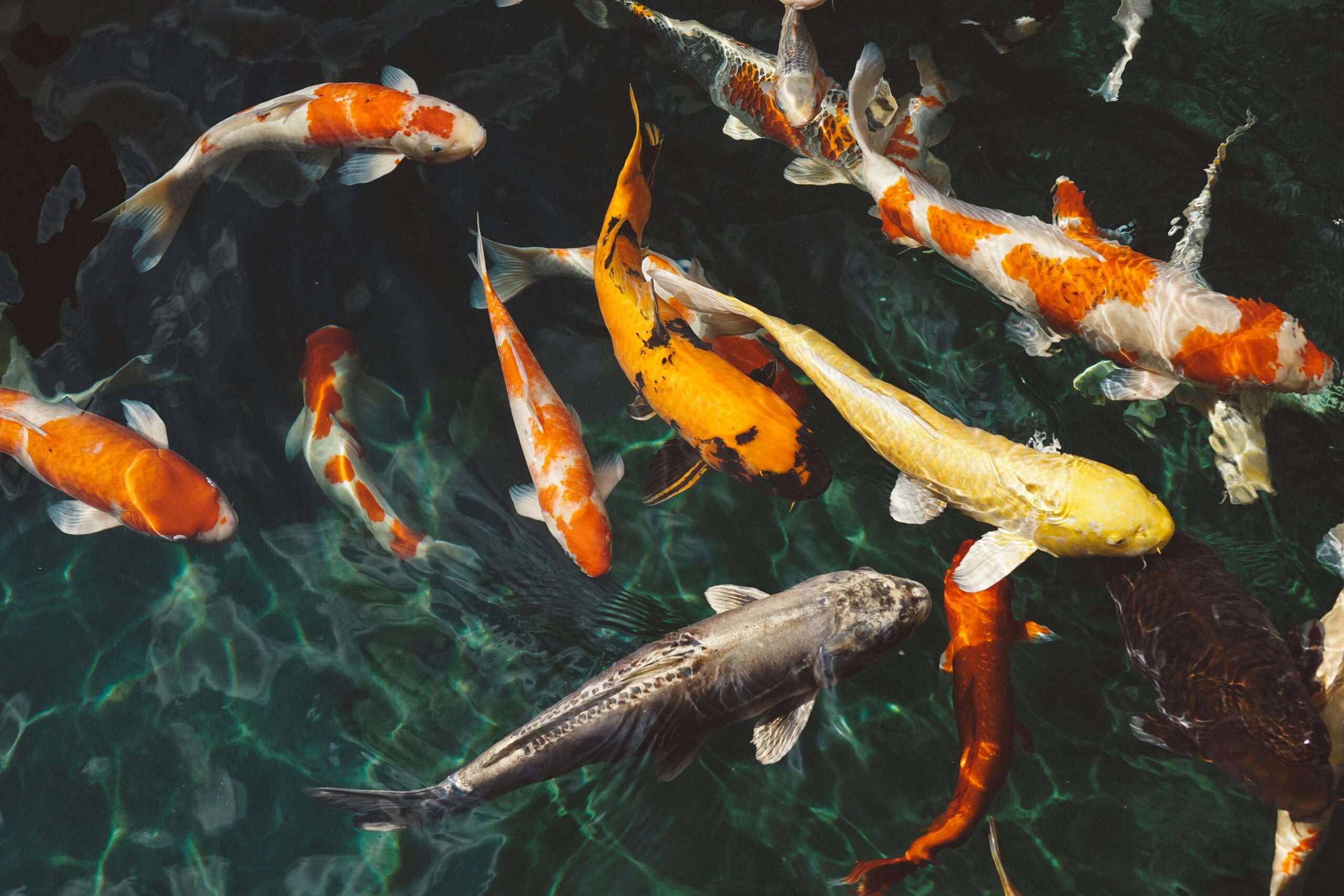 sonhar com peixe significado espiritual abundância e prosperidade