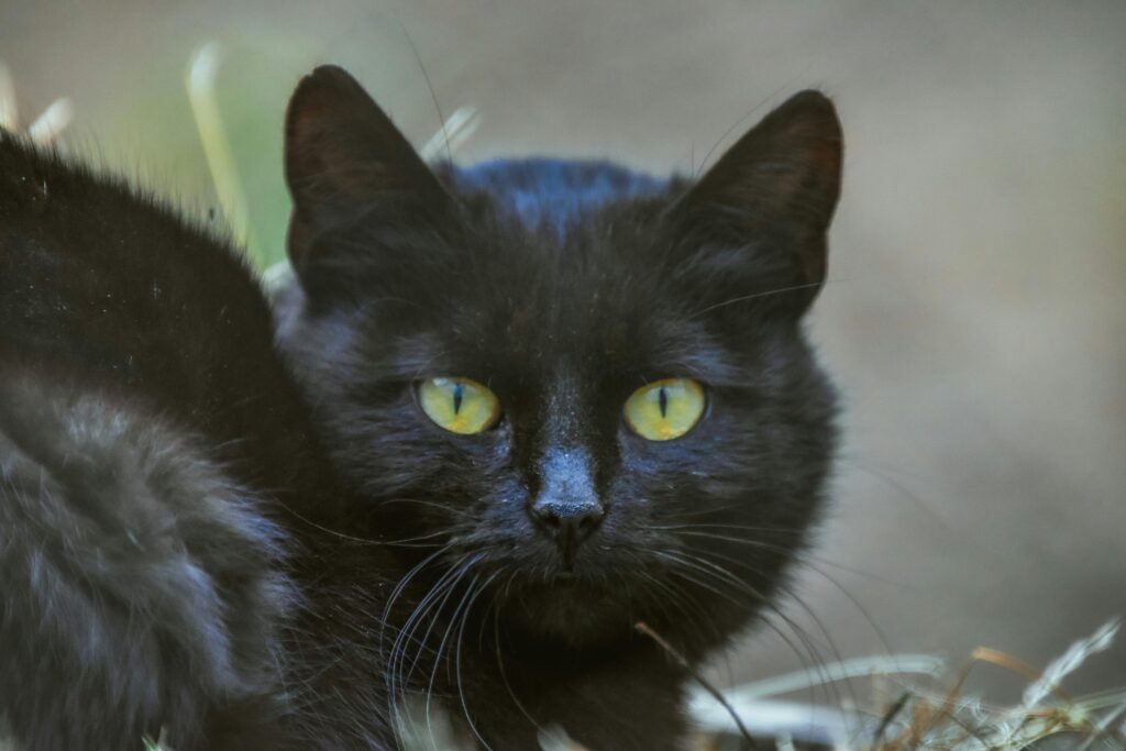 gato preto significado espiritual olhando fixamente em ambiente com luz suave