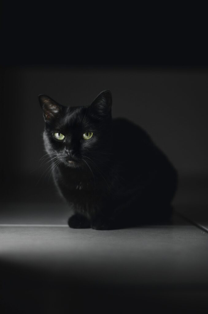 gato preto significado espiritual psicologia inconsciente arquétipo