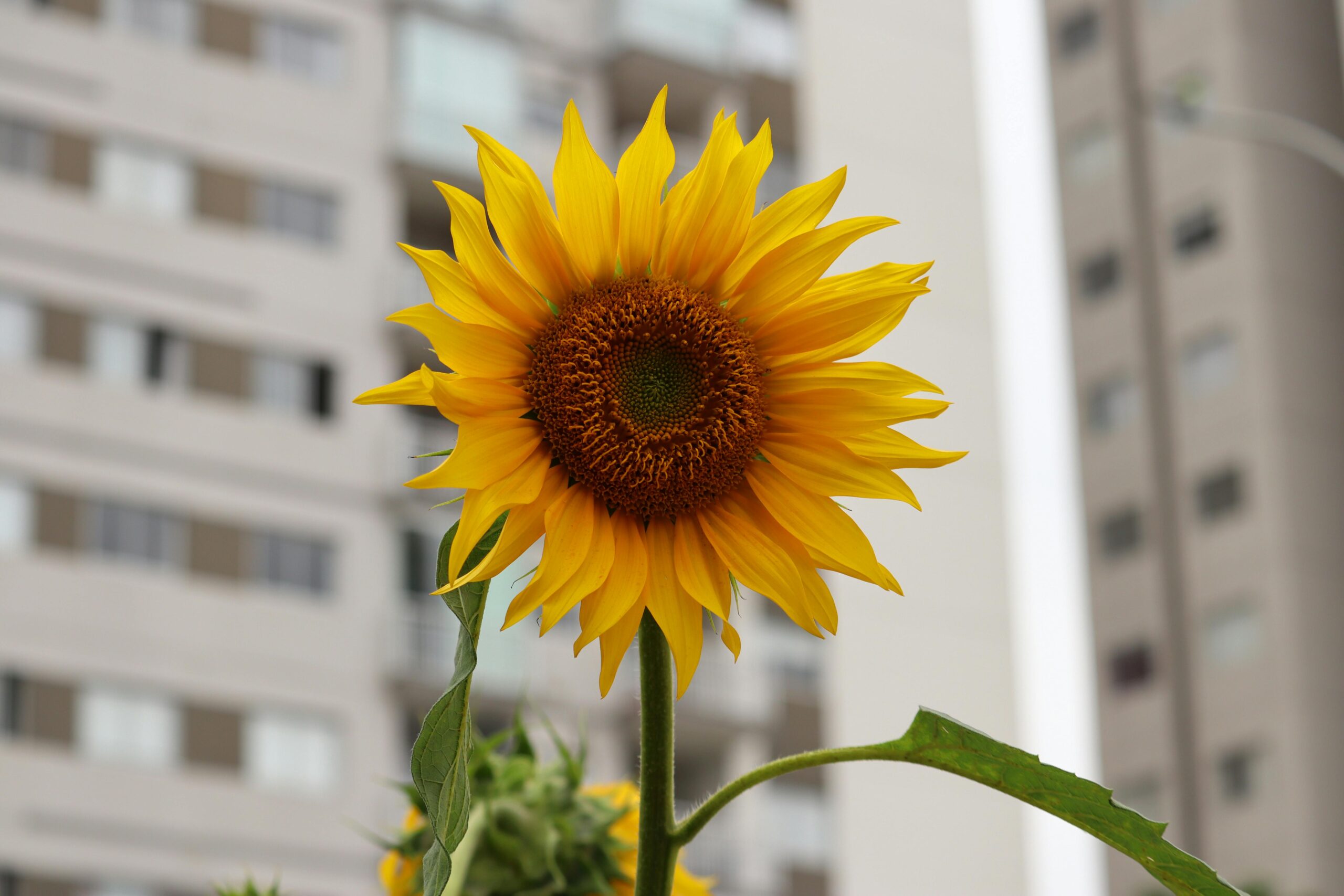 girassol significado espiritual o que significa