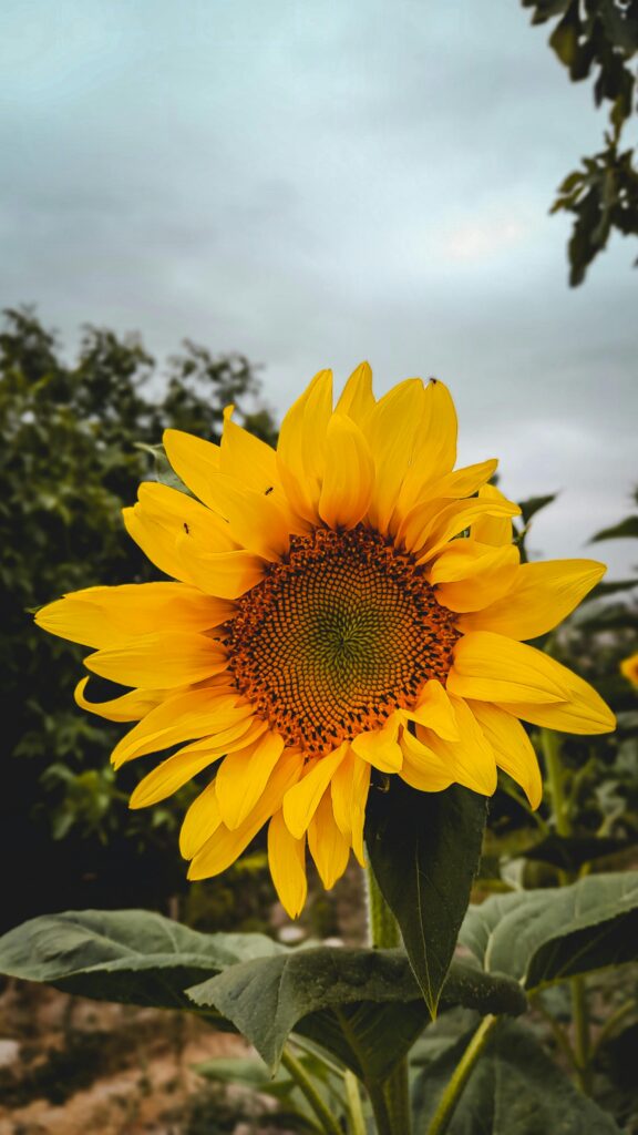 girassol significado espiritual umbanda oxum espiritismo catolicismo