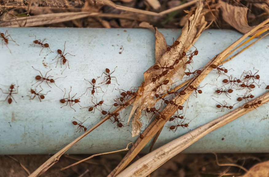 muitas formigas em casa significado espiritual — enxame no interior da casa