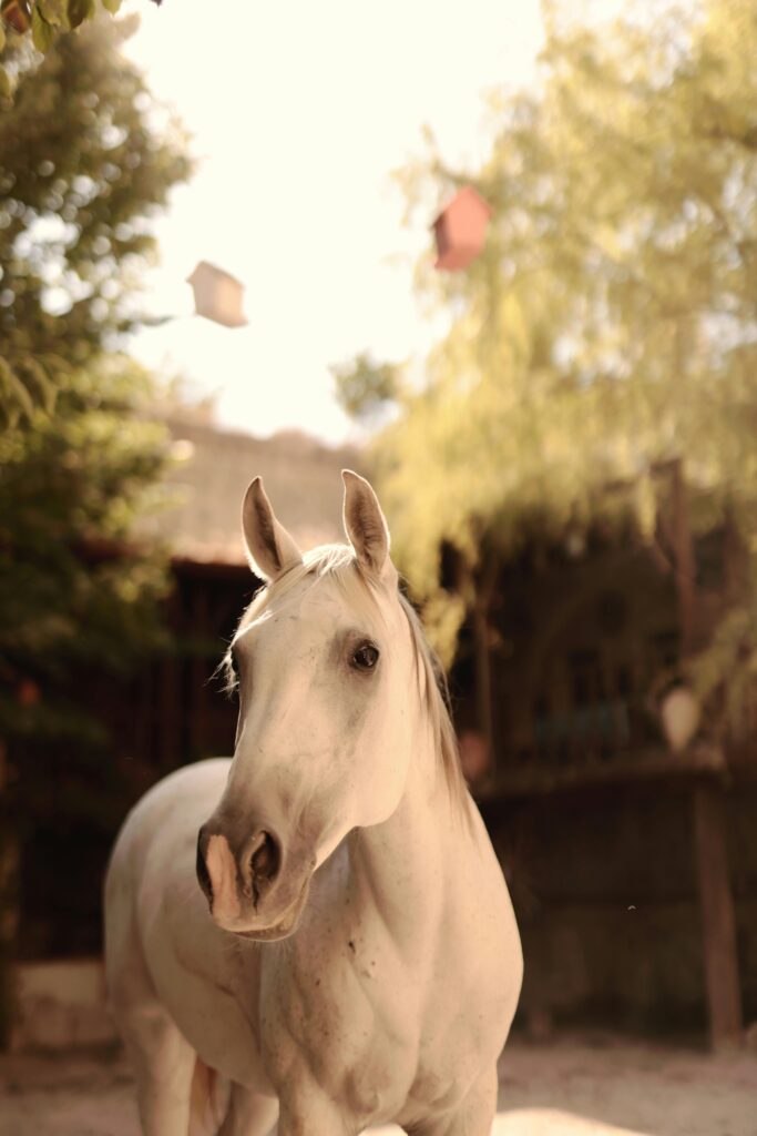 sonhar com cavalo branco significado espiritual oxalá umbanda espiritismo