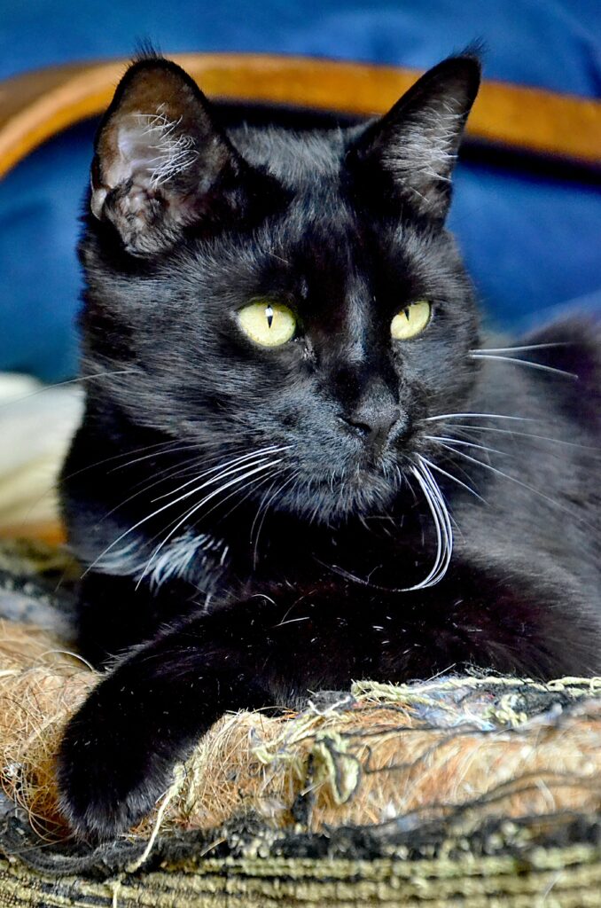 gato preto significado espiritual umbanda proteção energética