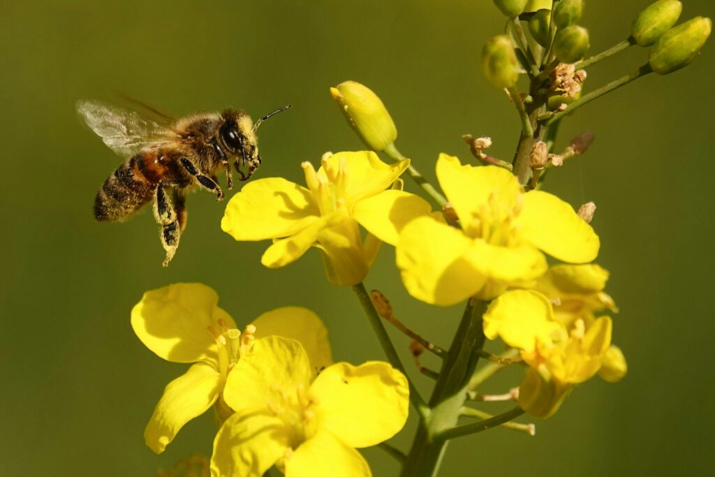 sonhar com abelha psicologia jung inconsciente significado