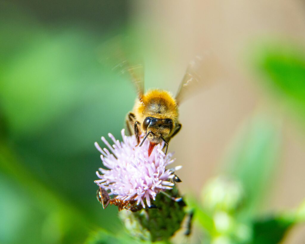 sonhar com abelha significado espiritual mensagem