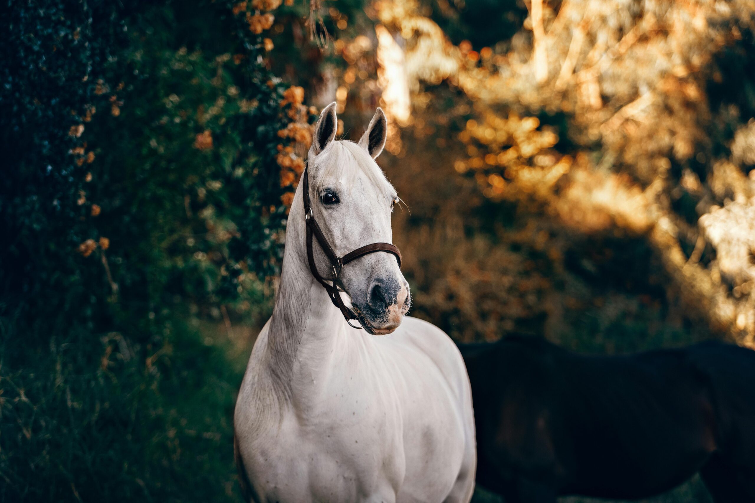 sonhar com cavalo branco significado espiritual o que significa