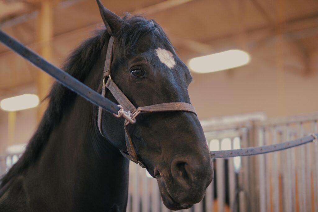 sonhar com cavalo preto significado espiritual o que significa