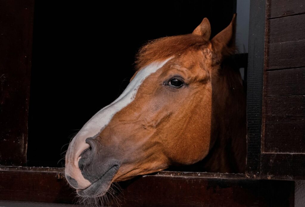 sonhar com cavalo significado o que significa