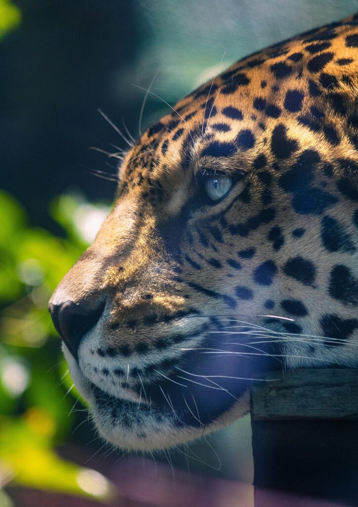 sonhar com onça psicologia jung poder inconsciente sombra
