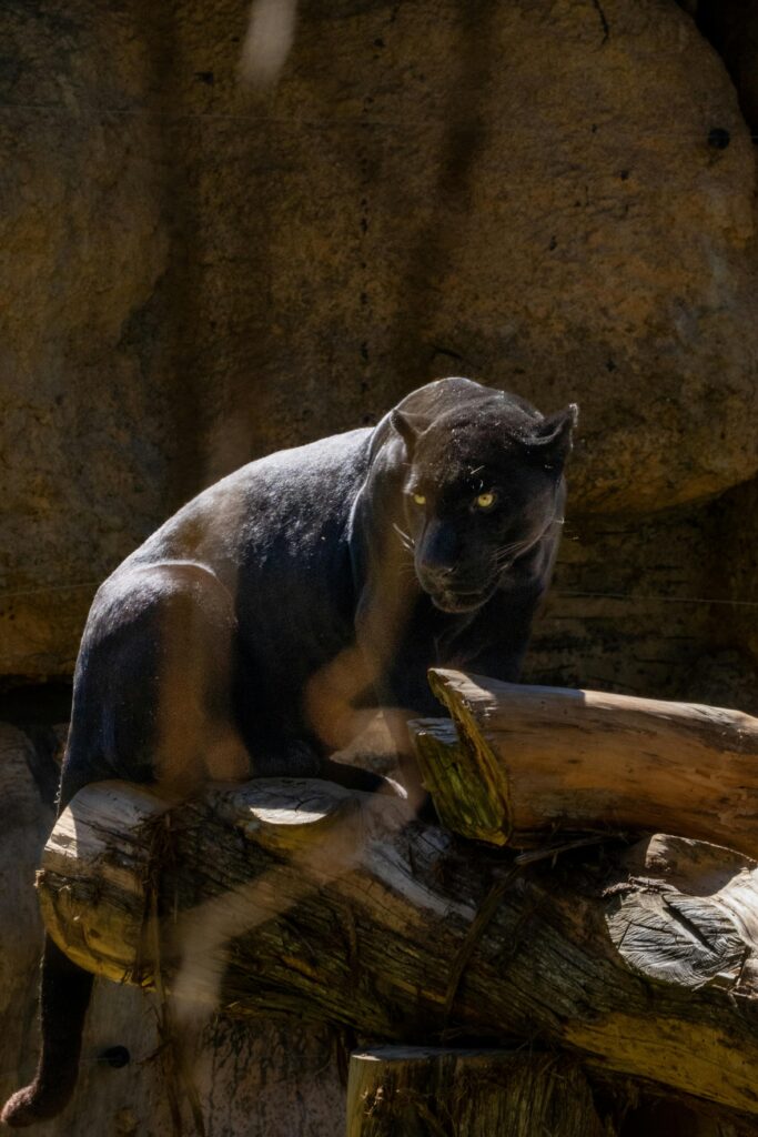 sonhar com onça espiritual umbanda indígena oxóssi proteção