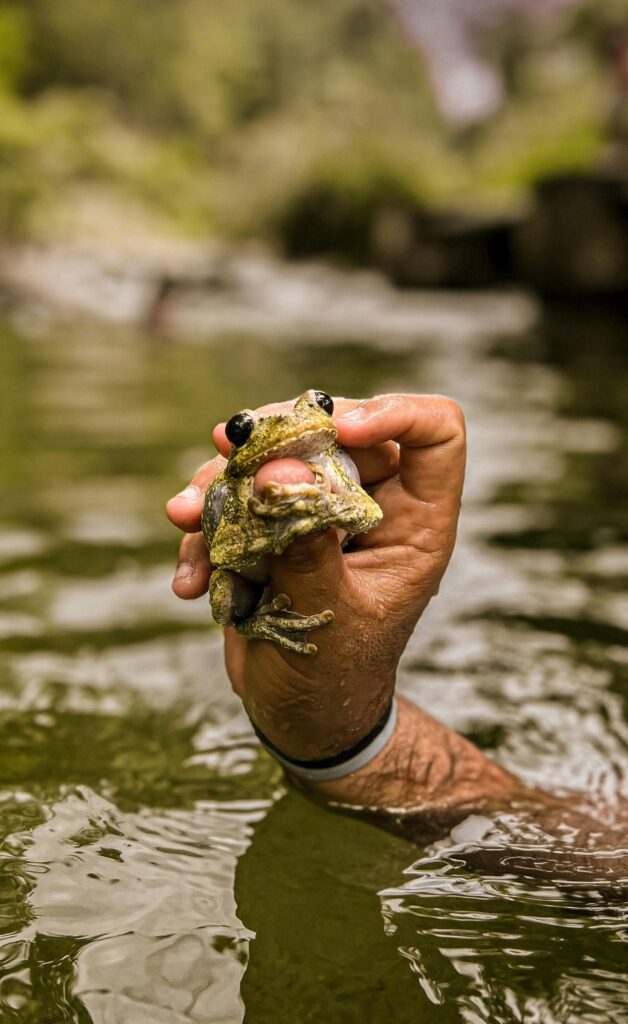 sonhar com sapo significado espiritual umbanda nana espiritismo