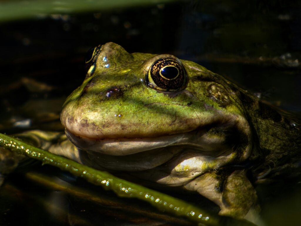 sonhar com sapo significado espiritual umbanda nana espiritismo