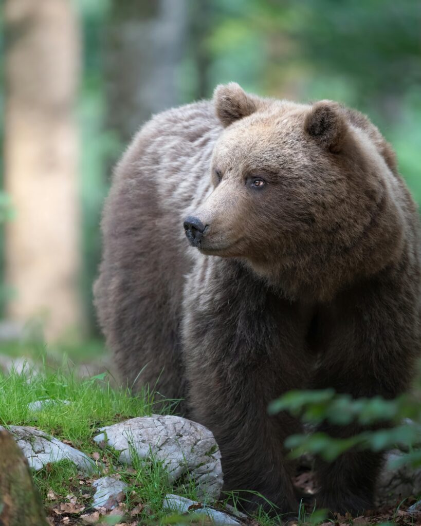 sonhar com urso marrom psicologia jung instinto força interior