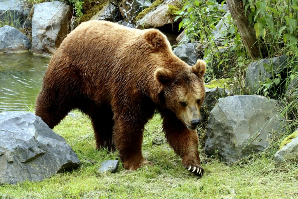 sonhar com urso marrom significado espiritual proteção força