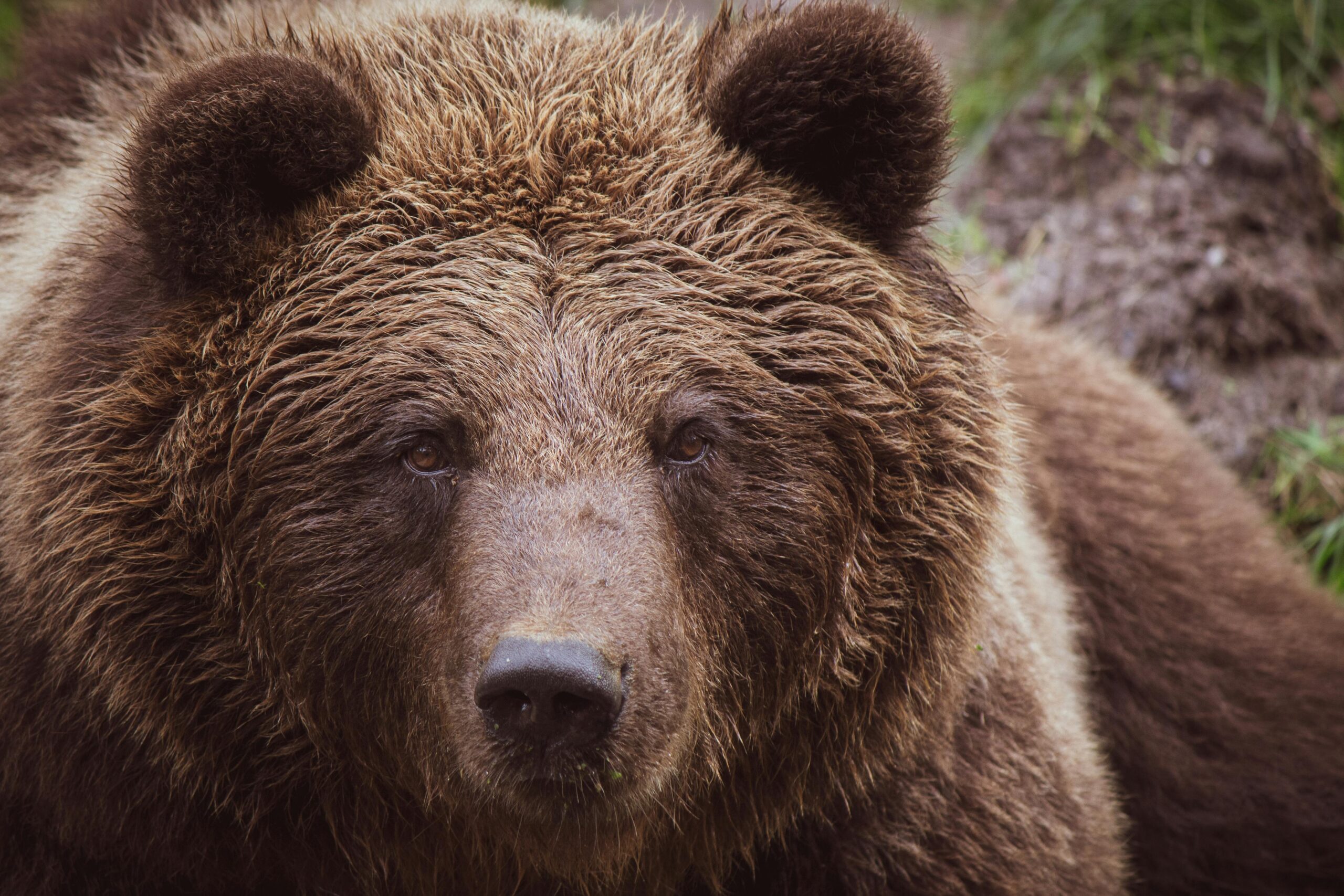 sonhar com urso marrom significado o que significa