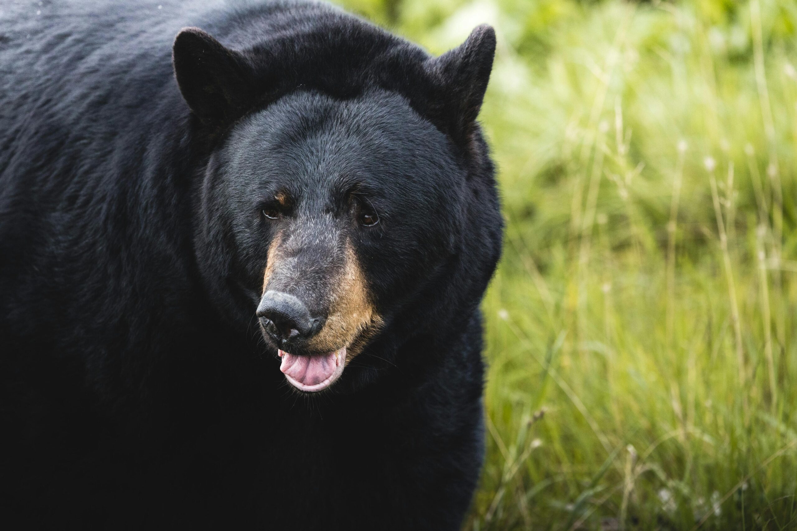 sonhar com urso preto significado o que significa